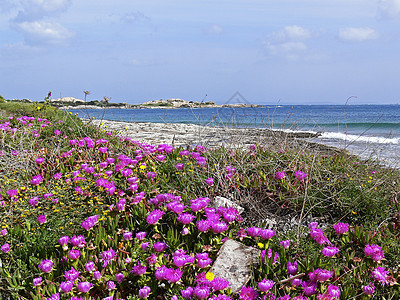 与萨丁尼亚的圣塔迪加卢拉一起地景植物花朵地貌海洋风景粉色海滩中产阶级图片