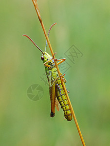 蚂蚱昆虫绿色叶子动物害虫稻草蟋蟀植物动物群野生动物图片