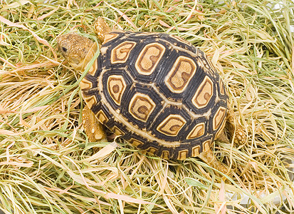 Geochelone 帕达利斯生物眼睛爬行动物爬虫乌龟受保护动物野生动物图片