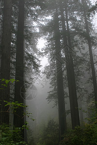 红木NP旅行远足者生物学家遗物公园植物群丛林纪念碑植物国家图片