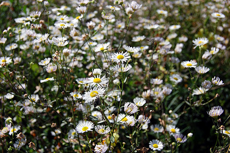 喀麦隆植物生长草本植物花瓣假期雏菊团体场景场地幸福图片