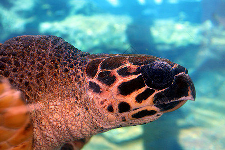 海龟冒险海洋盔甲巡航濒危绿色蓝色水族馆脚蹼生态旅游背景图片