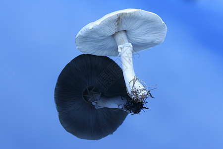 反射表面的大白蘑菇白色凳子底面蓝色天空环境蛤蟆反光植物学菌类图片