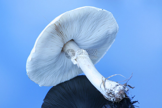 反射表面的大白蘑菇孢子天空森林底面植物蛤蟆反光环境植物学菌类图片