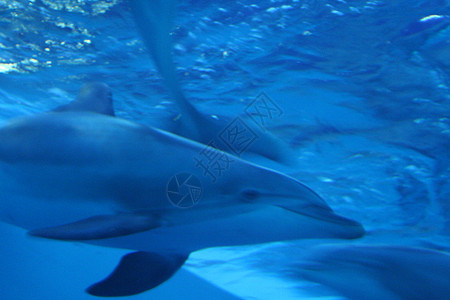 海豚游泳脚蹼朋友蓝色水族馆动物潜水豆荚鲸类游泳者图片