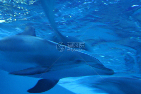 海豚游泳脚蹼朋友蓝色水族馆动物潜水豆荚鲸类游泳者图片