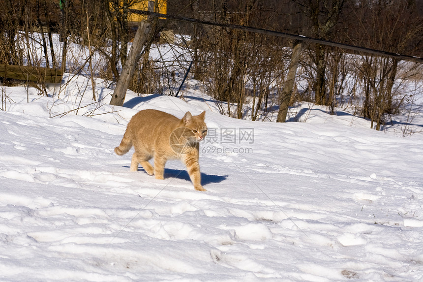在雪上漫步灌木丛农村建筑白色虎斑黄色阴影动物宠物晴天图片