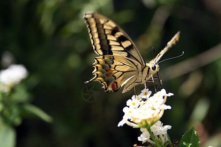 蝴蝶绿色生活翅膀野生动物停留叶子昆虫宏观触角科学图片