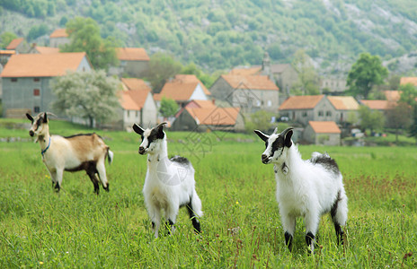 三只山羊在草原上图片