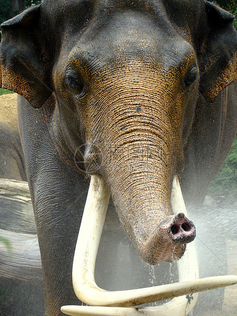 大象哺乳动物情调獠牙象牙异国灰色图片