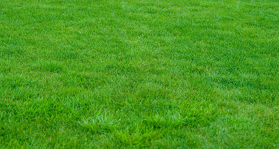 绿绿草绿色植物植物群植物场地草皮草原园林院子草地绿化图片