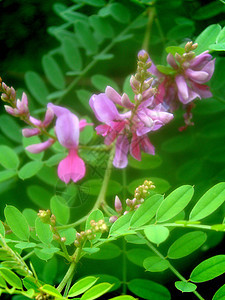 紫色花朵绿色叶子花园树叶图片