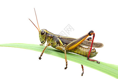 蚱蜢食草昆虫荒野野生动物直翅目刺槐绿色宏观白色动物图片