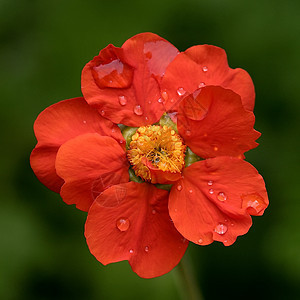 花生活草地树木生长阳光环境植物花瓣森林太阳图片