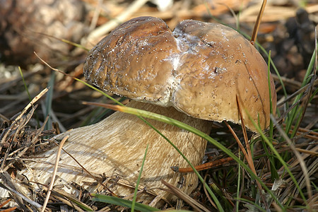 蘑菇生长食物采摘树木烹饪苔藓宏观毒菌季节木头图片