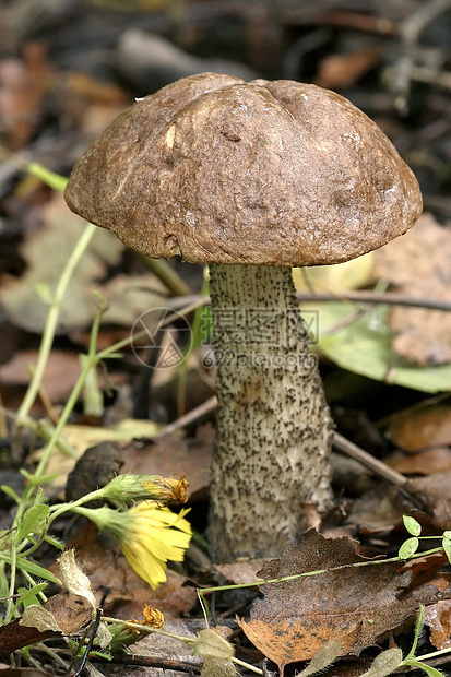蘑菇采摘地面篮子树木毒菌菌类生长食物苔藓烹饪图片