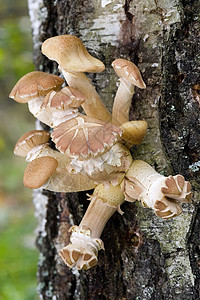 蘑菇森林宏观食物叶子采摘生长节食菌丝体季节毒菌图片