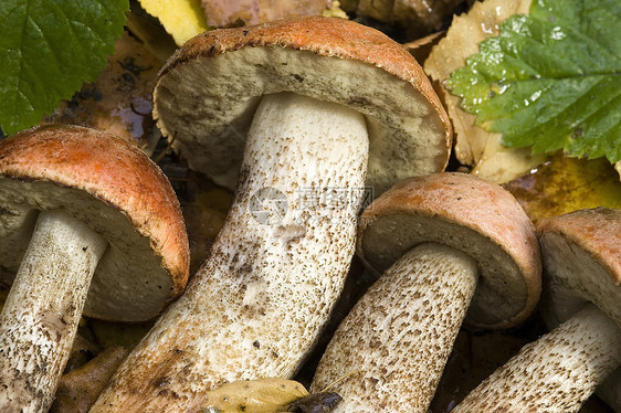 蘑菇地面苔藓植物学菌类烹饪毒菌采摘宏观环境季节图片