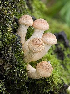 蘑菇苔藓植物学菌类菌丝体篮子宏观季节采摘烹饪植物图片