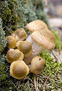 蘑菇宏观苔藓节食生长环境食物植物菌类篮子美食图片