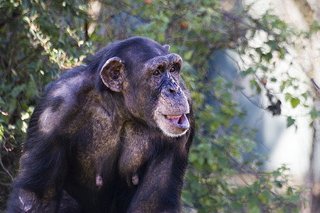 黑猩猩微笑动物热带丛林漫画猿猴哺乳动物厚脸灵长类大猩猩图片