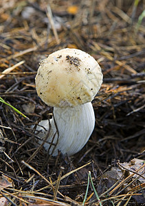 蘑菇植物地面毒菌环境叶子菌丝体篮子季节植物学活动图片