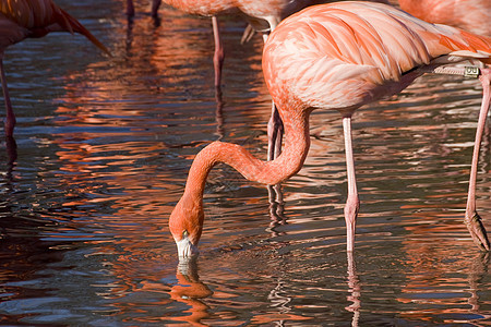 火烈鸟羽毛脖子丛林粉色荒野异国情调池塘反射动物园图片
