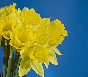 水仙子体水仙黄色植物生长宏观灯泡花朵花瓣季节性园艺图片