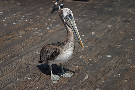棕热带码头假期羽毛远景海岸岩石旅行海洋动物图片