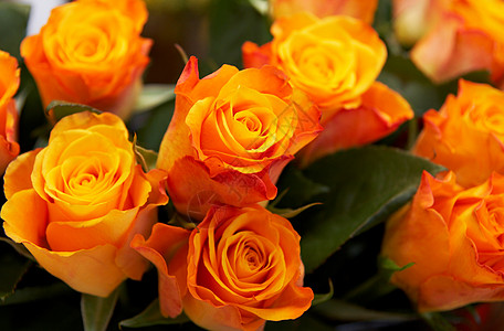 橙玫瑰背景花束黄色花瓣橙子庆典花园团体玫瑰植物群图片