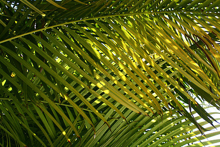 棕榈叶水平树叶绿色叶子热带植物图片