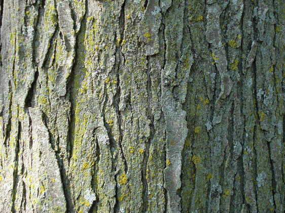 树上树皮 以苔为背景图片