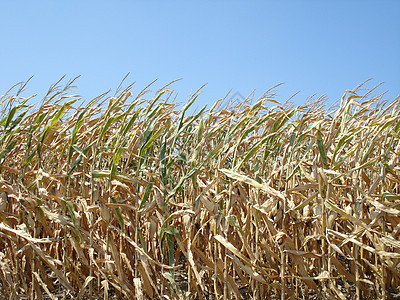 玉米作物燃料农场乙醇粮食食物农业经济背景图片