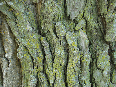 旧树木条苔藓背景图片