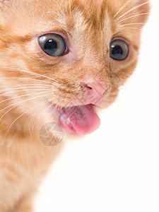 孤立小猫毛皮杂色条纹眼睛棕色舌头情感白色图片