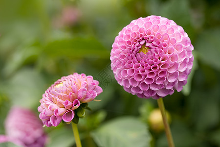 Dahlia花朵花园植物学粉色植物柔软度植物群叶子花瓣绒球图片