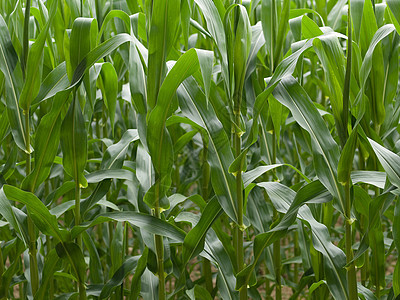 夏季玉米作物草本植物生长谷物环境绿色农场乙醇收成植物食物图片