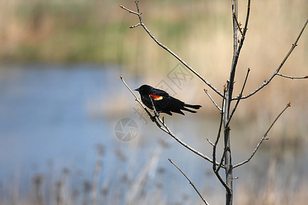 红蜂黑鸟红色环境栖息香蒲野生动物沼泽男性湿地翅膀图片