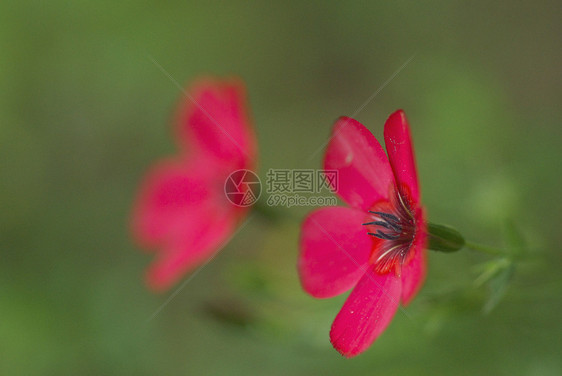 软焦点 绿色背景的花朵图片