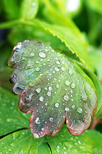 叶子上的水滴植物群飞沫植物绿色图片