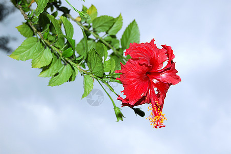 红色马尔瓦谢花朵热带草本雌蕊柱头灌木玫瑰花花瓣装饰品国花图片