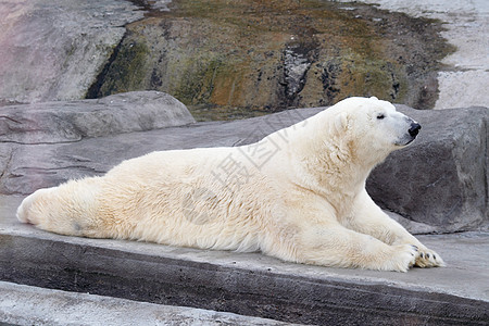 白熊动物濒危海藻动物园生物岩石爪子极地寒冷荒野图片