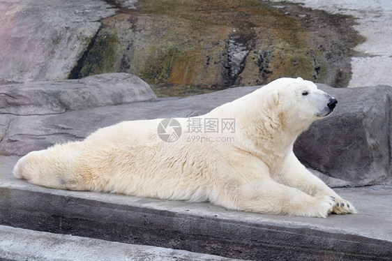 白熊动物濒危海藻动物园生物岩石爪子极地寒冷荒野图片