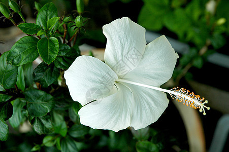 白色的马尔瓦切埃希比斯克花朵玫瑰花花瓣热带装饰品草本国花柱头灌木雌蕊红色图片
