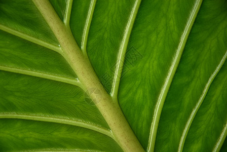 线条绿色环境生态太阳概念墙纸宏观植物群植物学植物图片