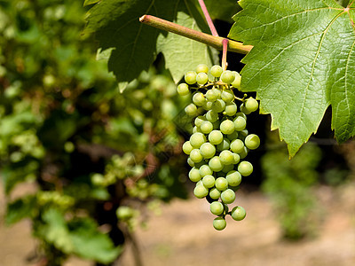 葡萄酒食物酿酒种植园农村环境藤蔓收成农业水果植物图片