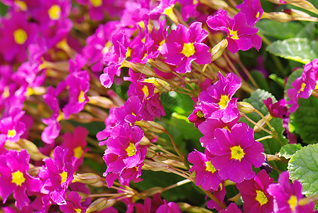紫花花蓝色季节绿色花瓣荒野场地植物宏观环境花园图片