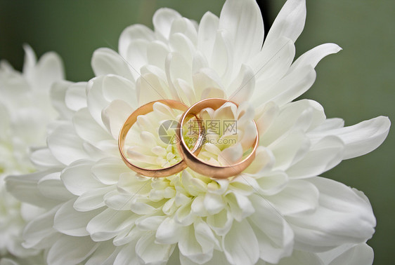 白菊花上的结婚戒指图片