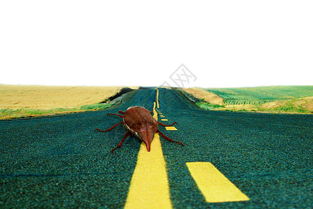 甲虫马路测量黄色号码打印天空绘画树叶昆虫图片素材