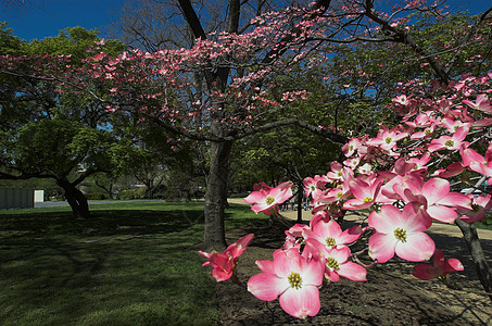 Dogwood(科努斯佛罗里达)图片